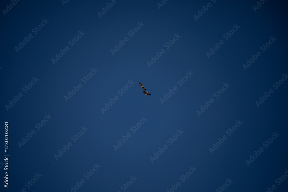 zwei vögel spielen miteinander am blauen himmel zwei vögel spielen miteinander am blauen himmel