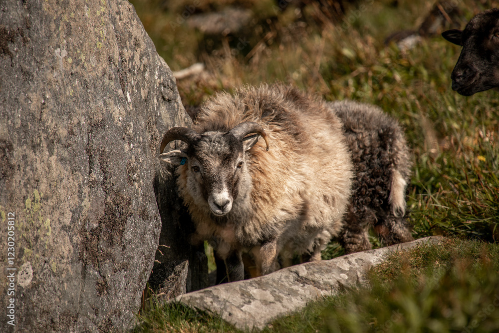 kleines flauschiges schaf