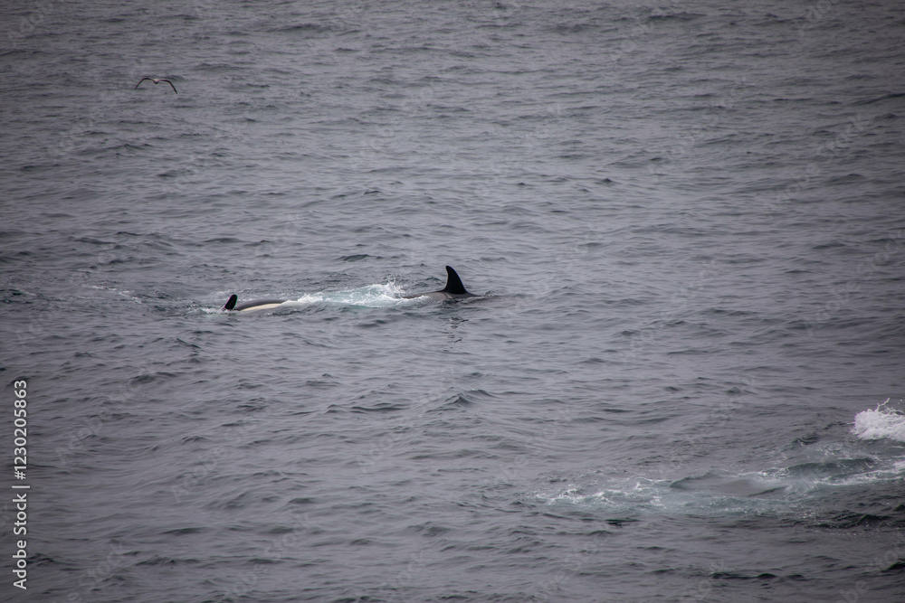 Fototapeta premium Orcas in freier wildbahn vor der küste von Norwegen