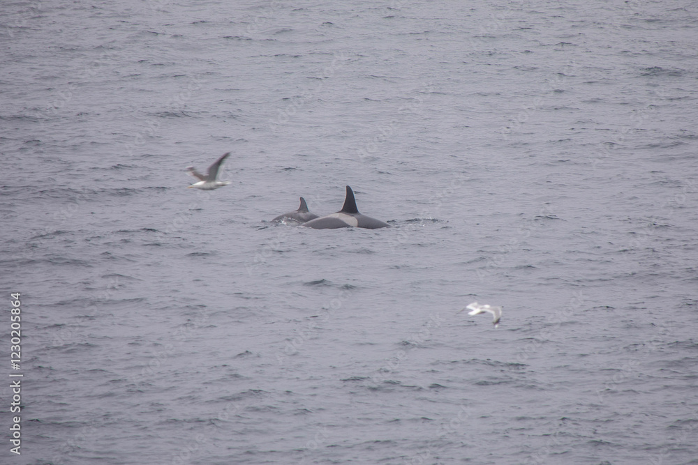 Orcas in freier wildbahn vor der küste von Norwegen Orcas in freier wildbahn vor der küste von Norwegen