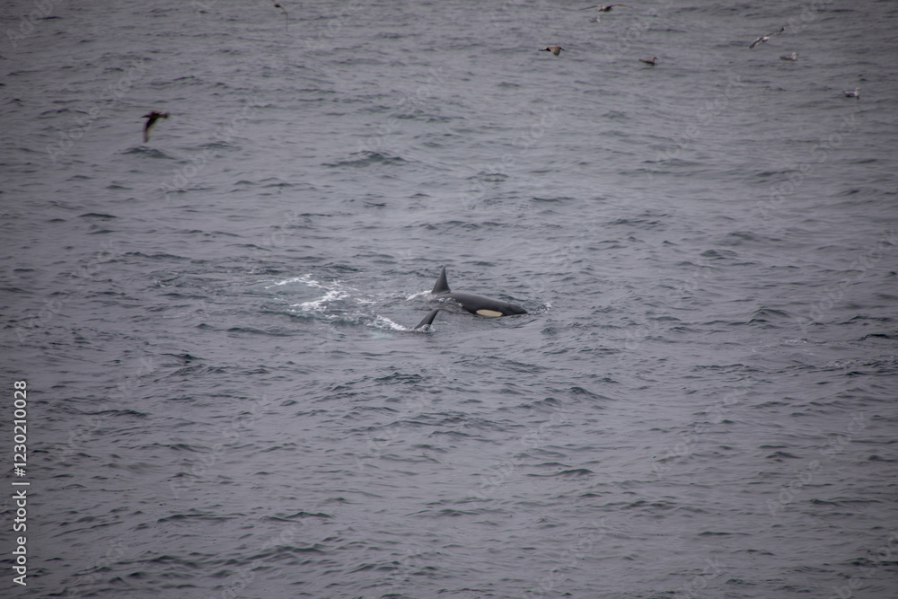 Fototapeta premium Orcas in freier wildbahn vor der küste von Norwegen