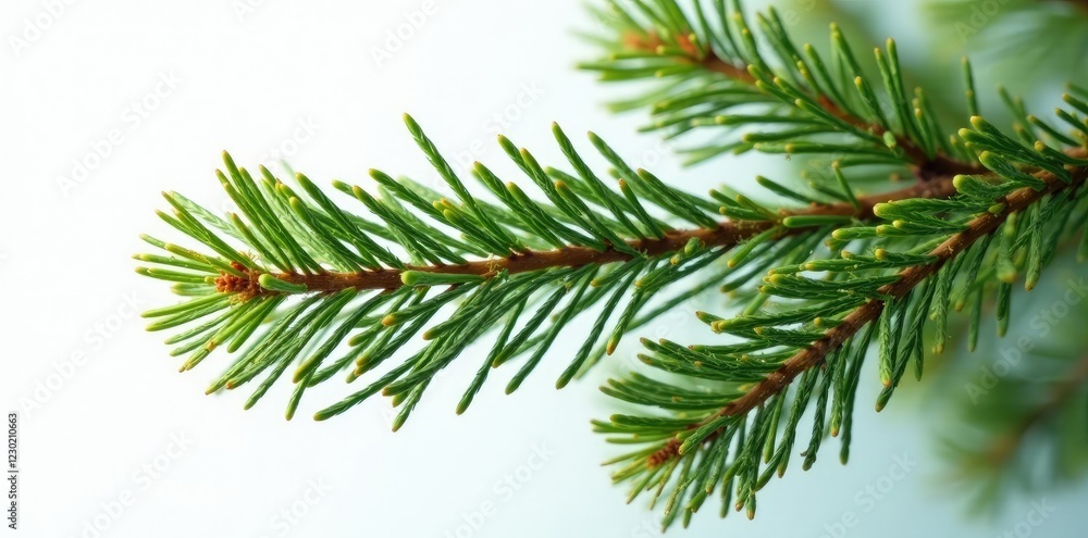 Naklejka premium Evergreen tree branch isolated on white background with festive holiday atmosphere, fir, branch