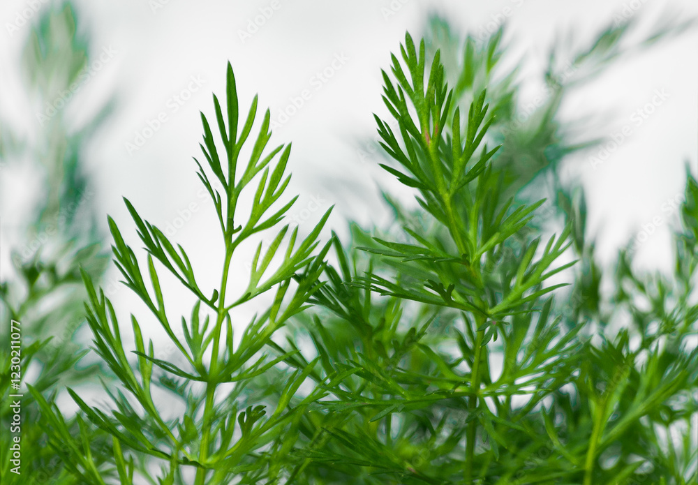 green dill plants plantation, macro green dill plants plantation, macro