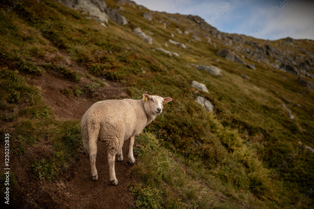 Obraz premium schaf blickt zurück in schräger berglandschaft