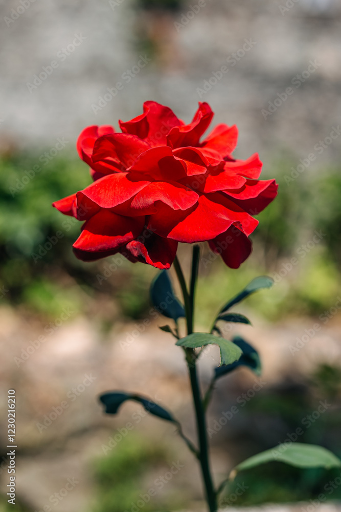 Beautiful red rose growing in a garden, basking in natural sunlight, revealing its vibrant color and delicate petals, embodying the essence of nature's elegance and beauty Beautiful red rose growing in a garden, basking in natural sunlight, revealing its vibrant color and delicate petals, embodying the essence of nature's elegance and beauty