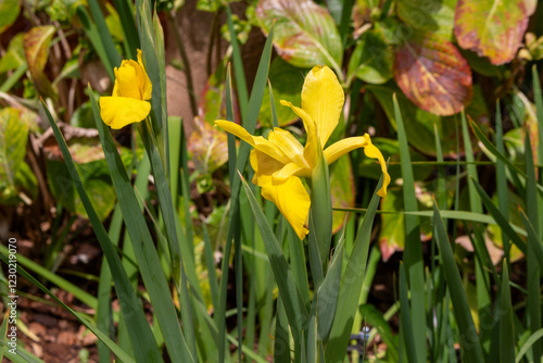 Yellow blossoms of Iris, Madeira, Portugal photo