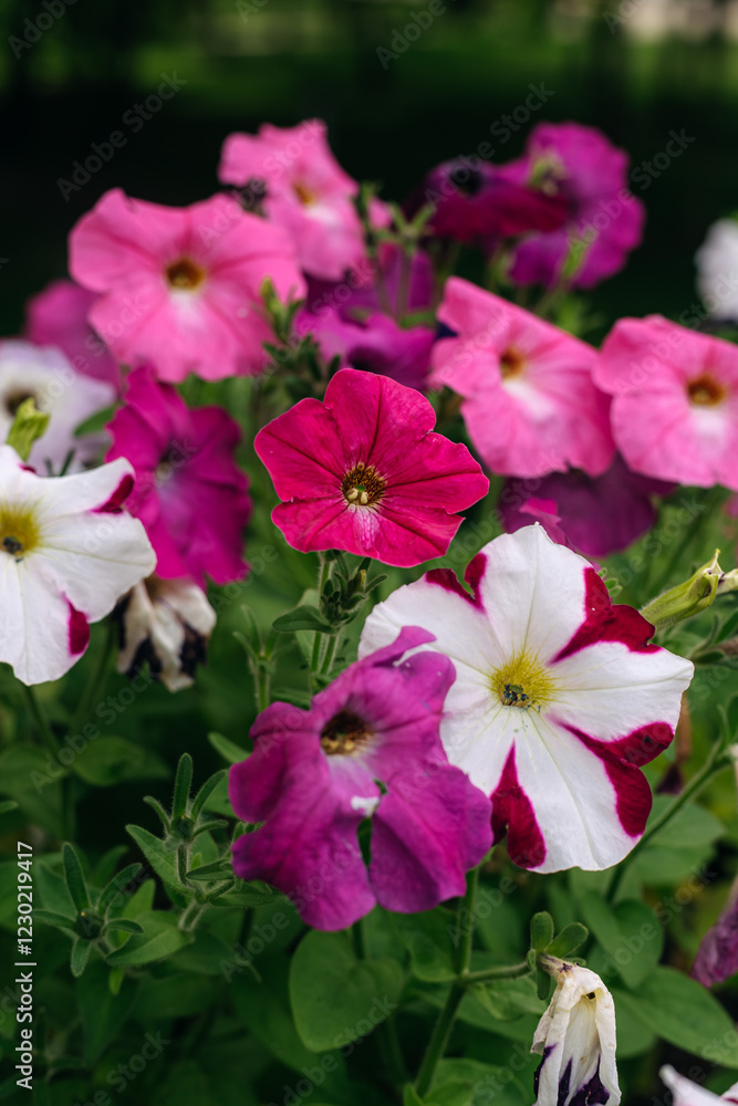 Beautiful petunia flowers are showcasing their vibrant colors in a lush garden setting, creating a captivating display of nature's beauty during the summertime Beautiful petunia flowers are showcasing their vibrant colors in a lush garden setting, creating a captivating display of nature's beauty during the summertime