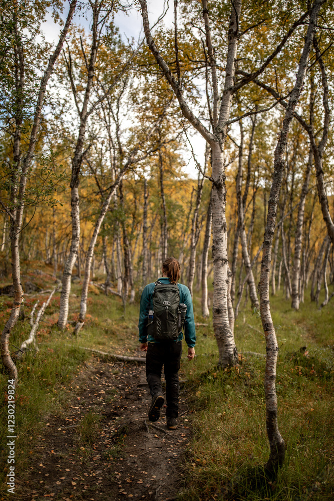 Fototapeta premium Wanderer im hellen Birkenwald bei Tageslicht