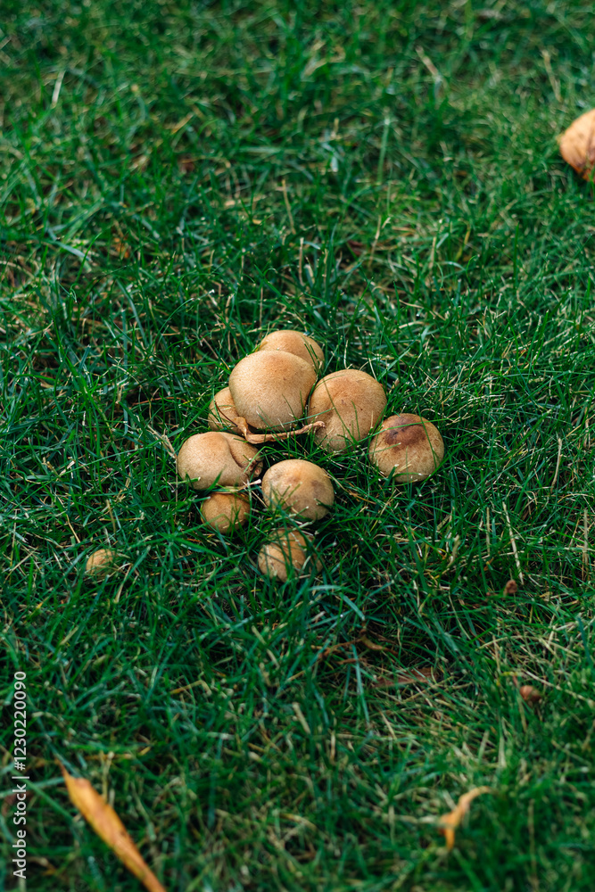 Small clusters of mushrooms growing wild in a vibrant green field, soaking up soft sunlight and creating a picturesque scene filled with natural beauty and tranquility Small clusters of mushrooms growing wild in a vibrant green field, soaking up soft sunlight and creating a picturesque scene filled with natural beauty and tranquility