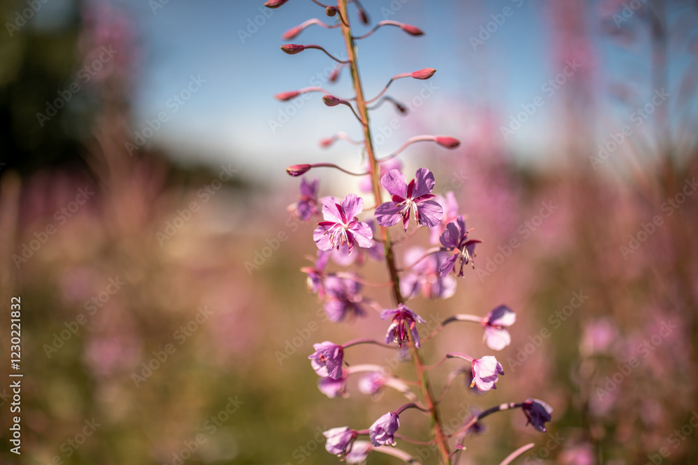 Rosa Blume in Nahaufnahme, lupinenähnlich, mit zarten Blütenblättern Rosa Blume in Nahaufnahme, lupinenähnlich, mit zarten Blütenblättern