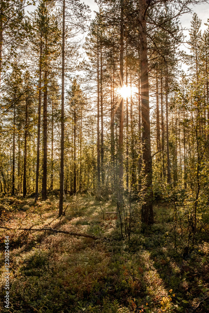 Naklejka premium Sonnenstrahlen kommen zwischen den Bäumen durch