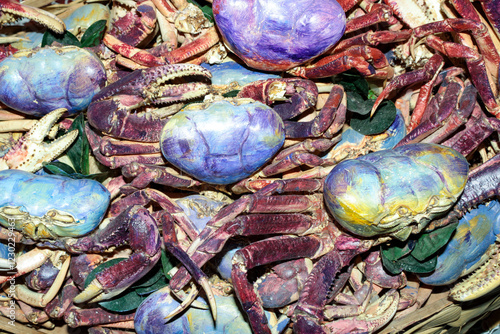 The blue crab, or Guaiamum with its scientific name: Cardisoma guanhumi, is a species of land crab in the gecarcinid family Gecarcinidae, found along the Atlantic coast of South America. photo