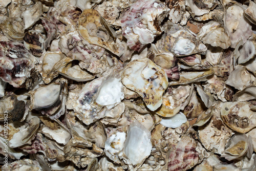 Many stacked oyster shells, mollusks that grow primarily in marine or brackish waters, belong to the family Ostreidae. photo