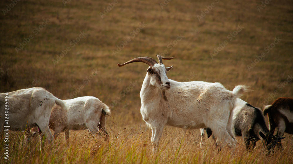Obraz premium A herd of goats grazing in a dry field.