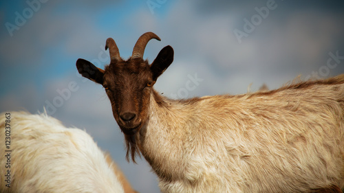 Majestic Goat with Large Curved Horns photo