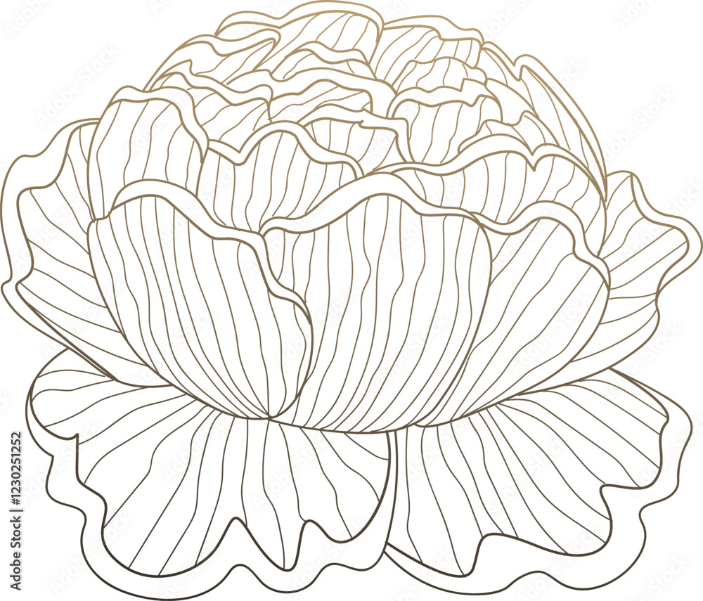 Fotografie Vintage Flower Sketch