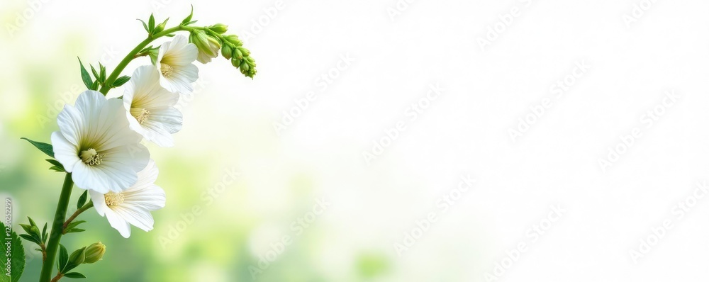 Fototapeta premium Foxglove with delicate white flowers and green stems, botanical, white