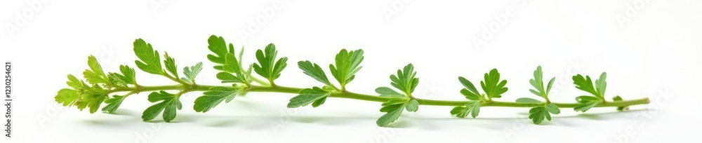 Isolated Wormwood plant on a crisp white background, white, nature, botanical Isolated Wormwood plant on a crisp white background, white, nature, botanical