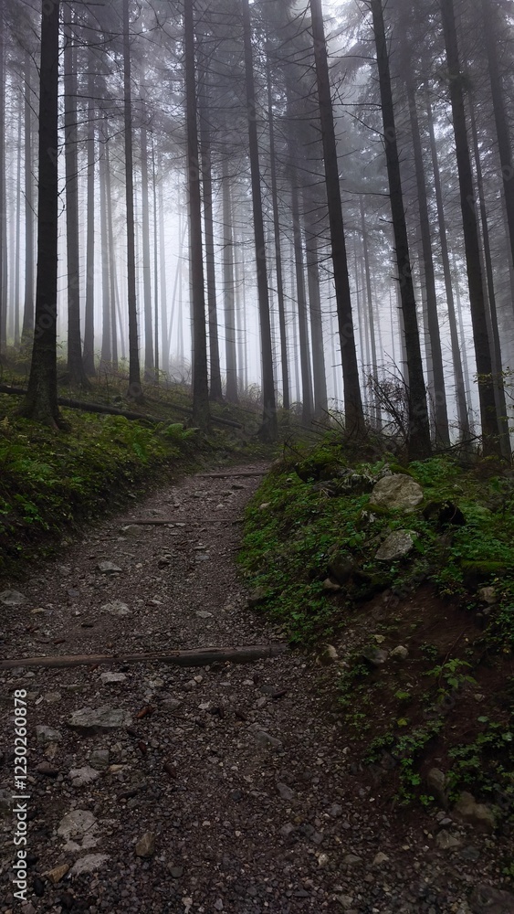 Fototapeta premium path in the forest