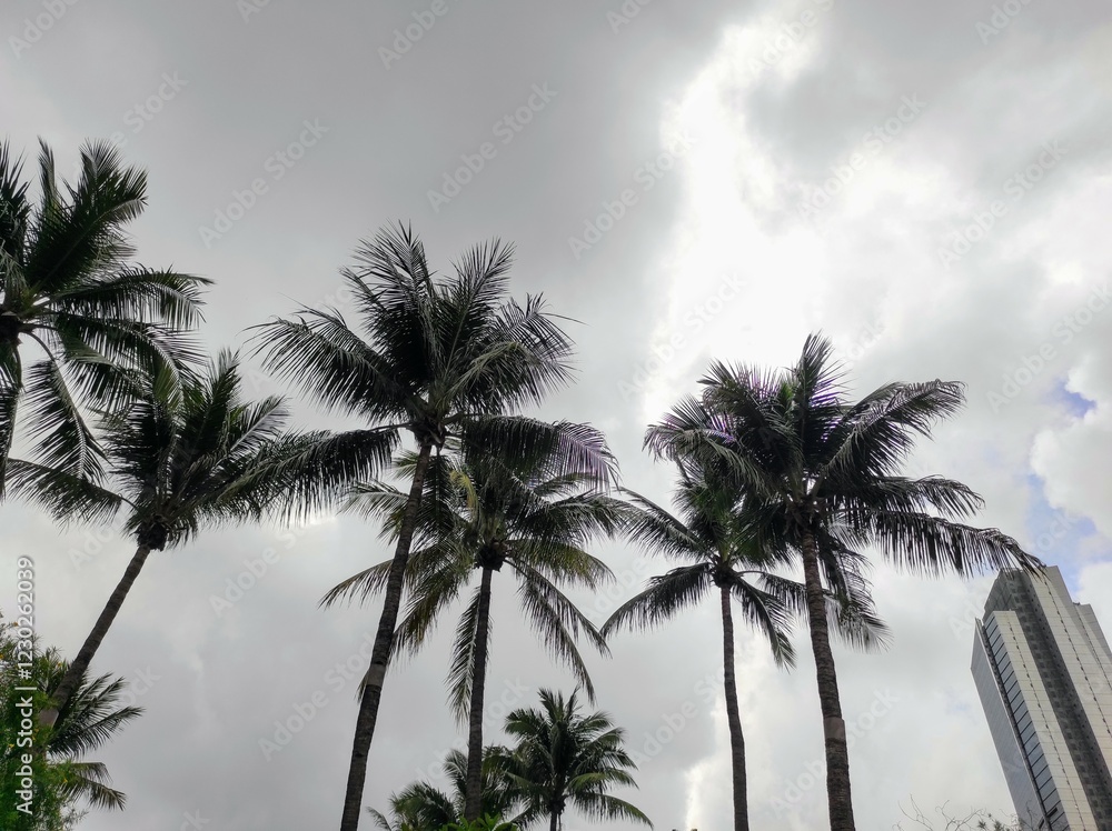 Fototapeta premium Trees on gloomy sky 