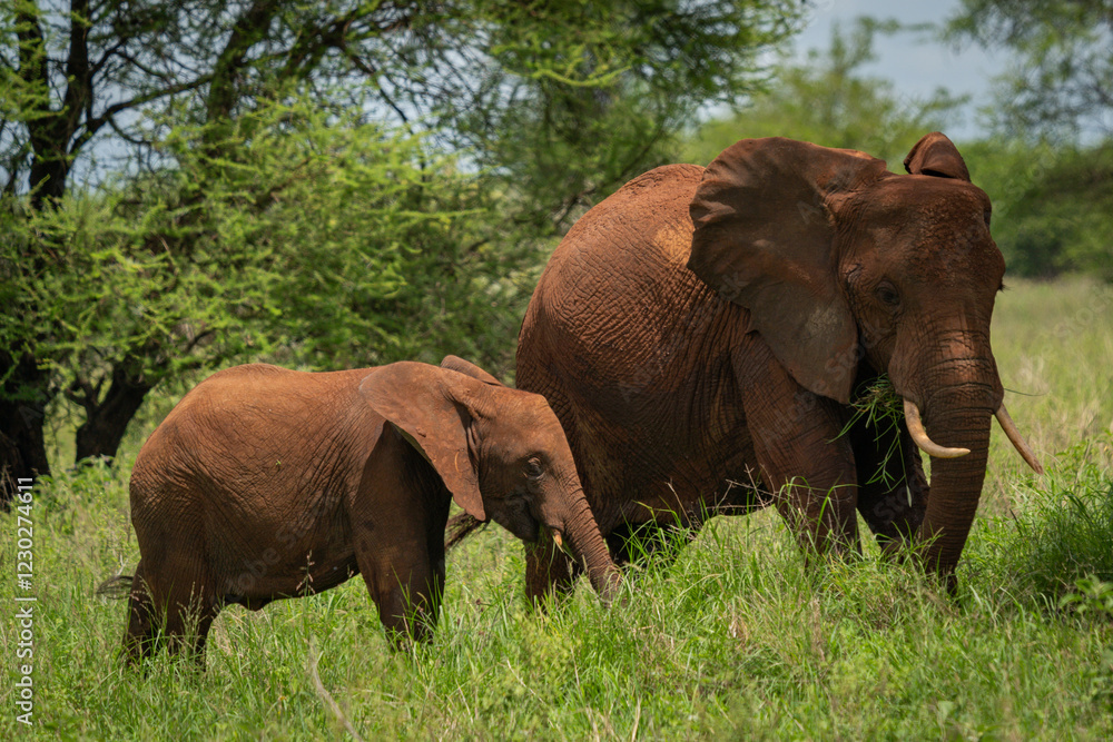 Mother and Baby Elephant Walking Together Mother and Baby Elephant Walking Together