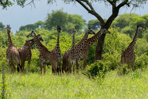 Photography A Tower of Giraffes in the African Wilderness