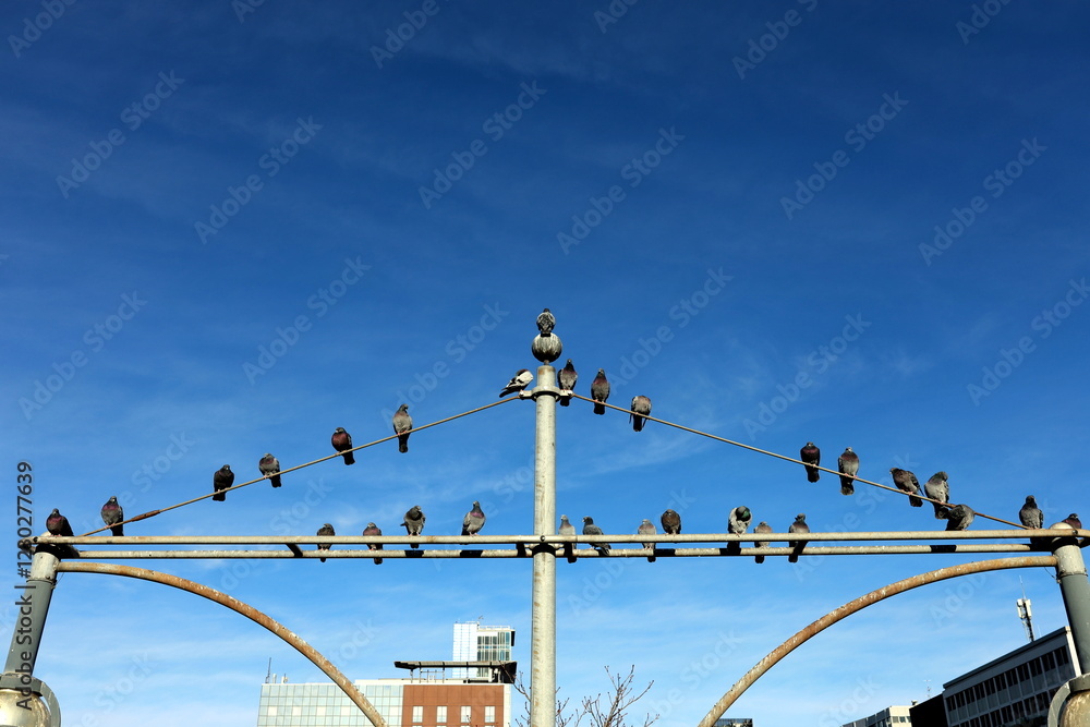 Viele Tauben auf einer Laterne in Freiburg