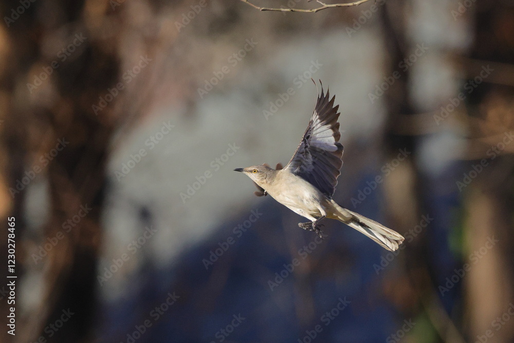 Obraz premium Mockingbird inflight against blurry background.