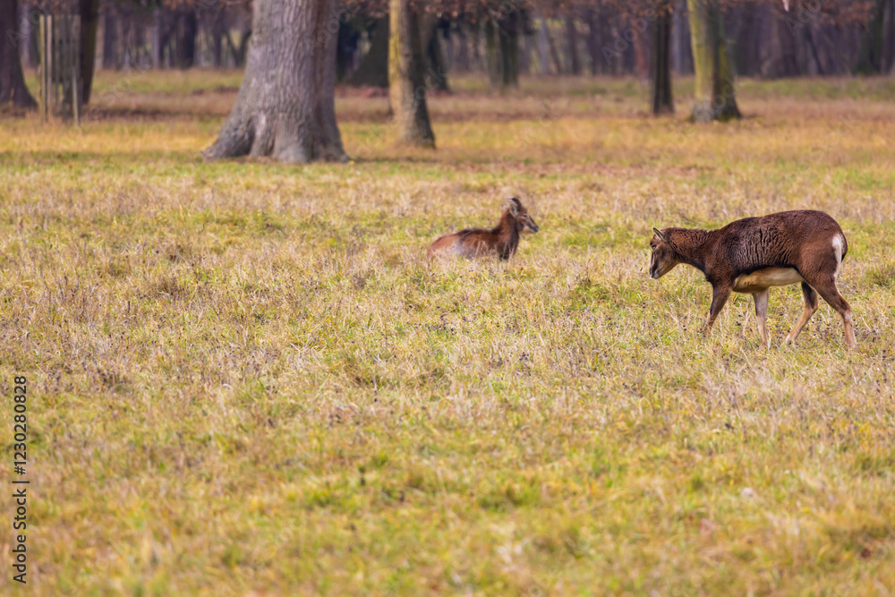 Sika deer - Cervus nippon, doe and mouflon in meadow and forest. Photo from wild nature Sika deer - Cervus nippon, doe and mouflon in meadow and forest. Photo from wild nature
