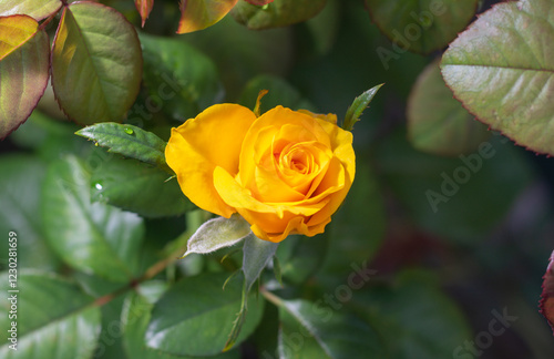 Uma bela e singela flor chamada rosa. A beleza da natureza. Bela flor. Bela rosa. photo