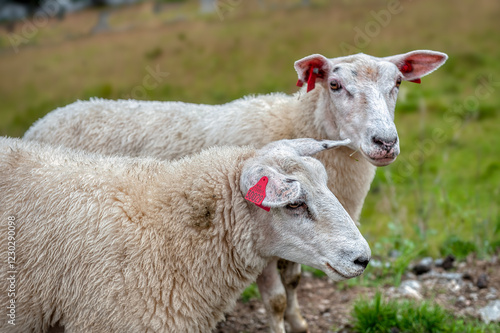 Sheep grazing on Norwegian land, Stad photo