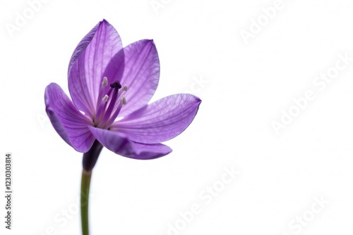 Purple Camas flower isolated on white background, bulb, purple, camassia photo