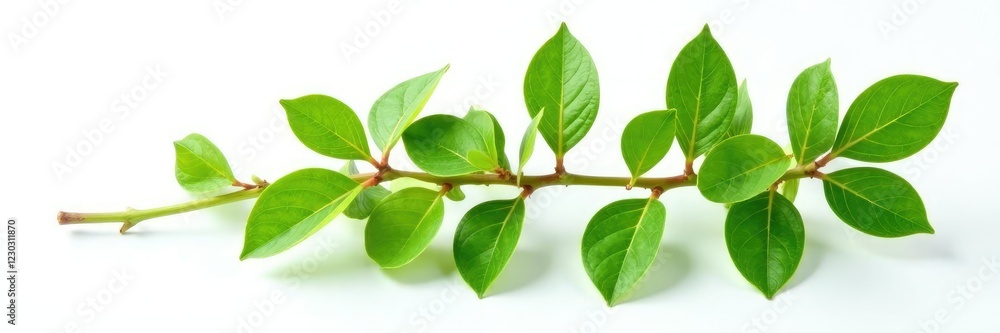 Naklejka premium Fresh green branch of Salal Gaultheria Shallon isolated on white background, background, nature
