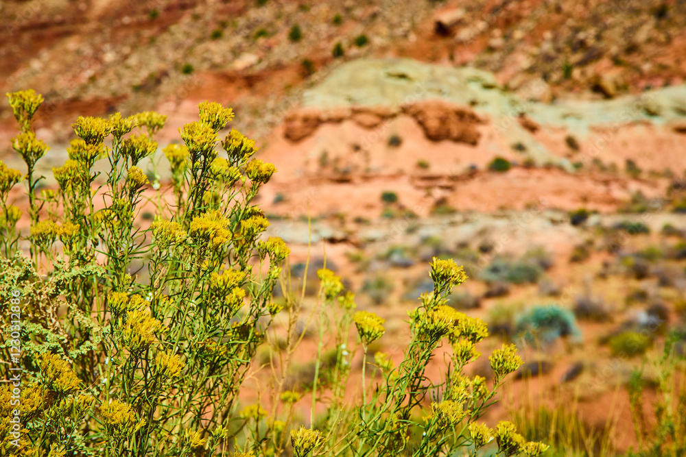 Obraz premium Desert Wildflowers Blooming in Zion Rocky Terrain Eye-Level Focus
