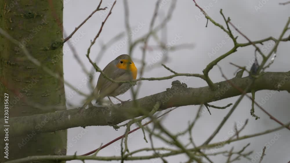 European Robin on tree (Erithacus rubecula) - (4K) European Robin on tree (Erithacus rubecula) - (4K)