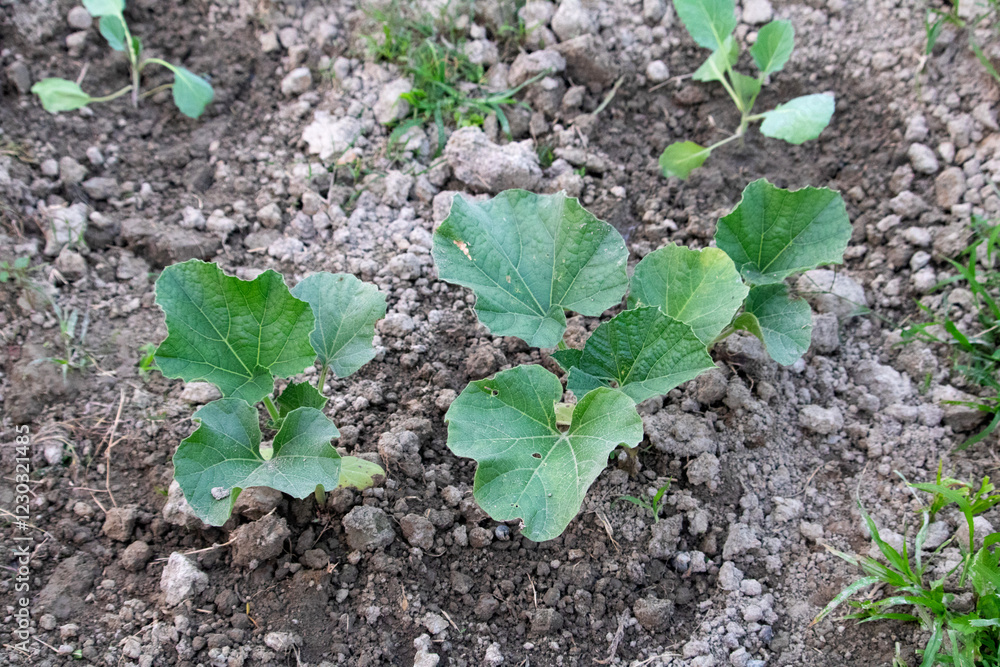 Pumpkin plants growing in field, Pumpkin plant in field ready to harvesting Pumpkin plants growing in field, Pumpkin plant in field ready to harvesting