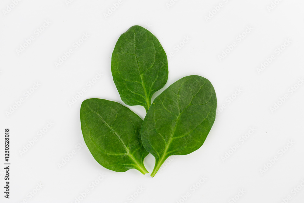 top shot close-up soft white background green spinach leaves high energy content healthy wholesome food spring salad veins in leaves vegan food top shot close-up soft white background green spinach leaves high energy content healthy wholesome food spring salad veins in leaves vegan food