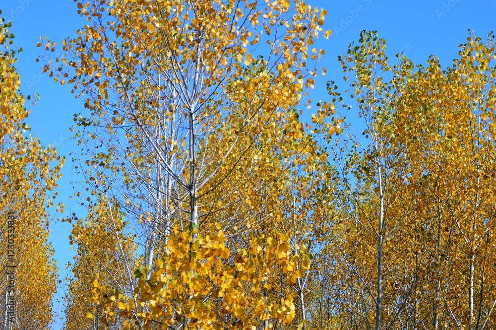 landscape of birch trees in autumn landscape of birch trees in autumn