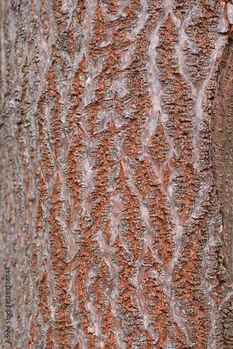 Empress tree bark detail photo