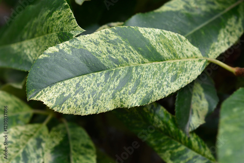 Photinia Pink Crispy leaves photo