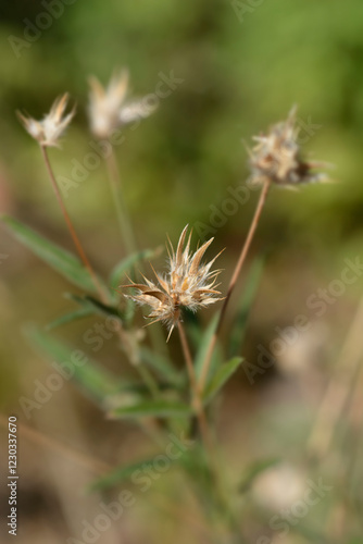 Bitumen trefoil seed head photo