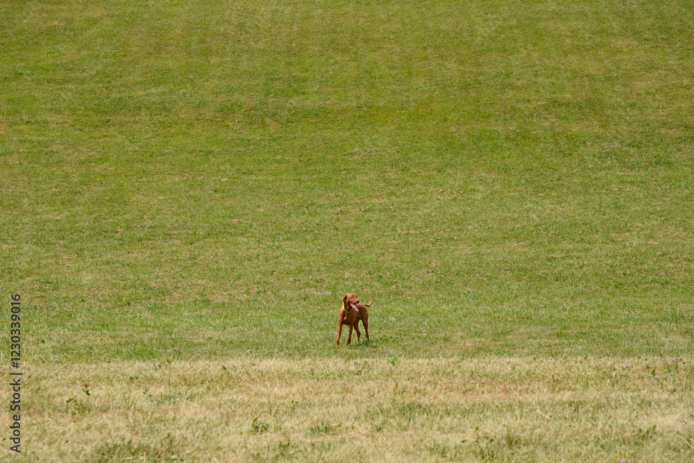 A dog stands alert in a vast, gently sloping green field A dog stands alert in a vast, gently sloping green field