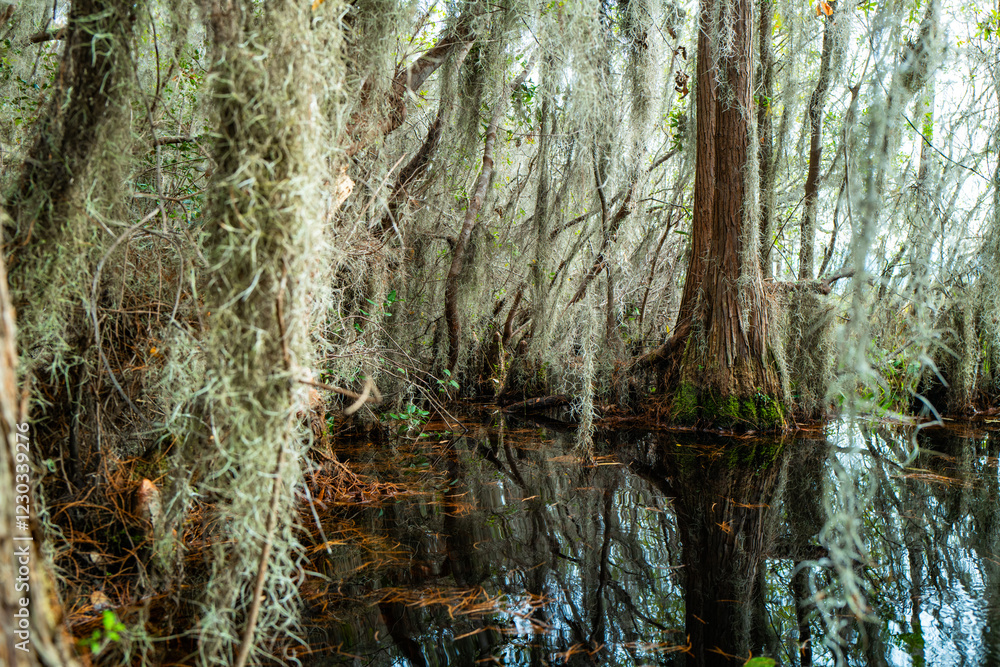 Poster Forest of Swamp Cypresses with epiphytic Tillandsia plants ...