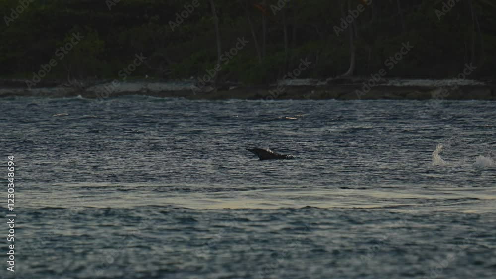 Slow motion of a pod of dolphins swimming and jumping in tropical water near the island.Maldives Slow motion of a pod of dolphins swimming and jumping in tropical water near the island.Maldives