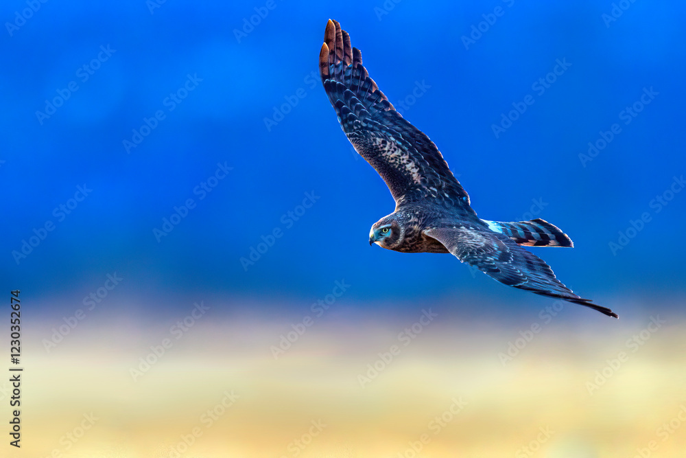A wild northern harrier hunting in a field at a state park in Colorado during sunset.