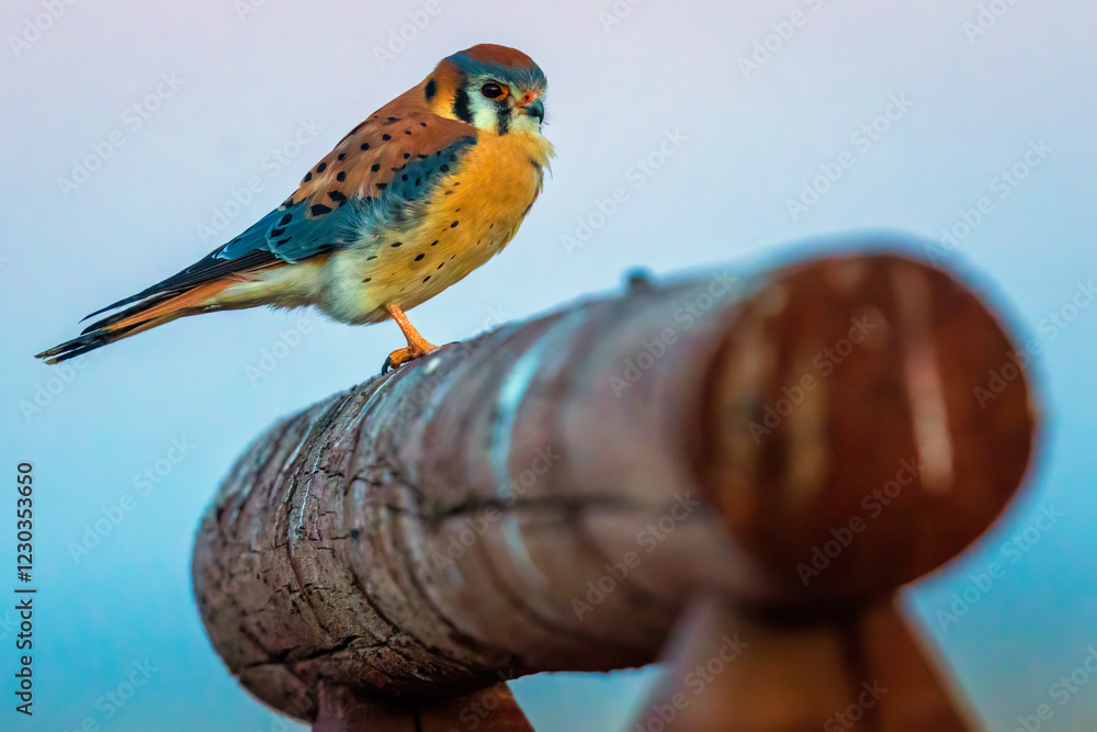 A wild American kestrel in Rocky Mountain Arsenal in Colorado.