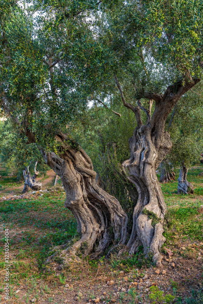 Very large olive tree, with twisted trunk. Growing in olive grove in Balearic Islands, Mallorca. Very large olive tree, with twisted trunk. Growing in olive grove in Balearic Islands, Mallorca.