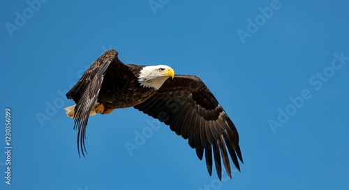 Majestic bald eagle soaring gracefully against a clear blue sky photo