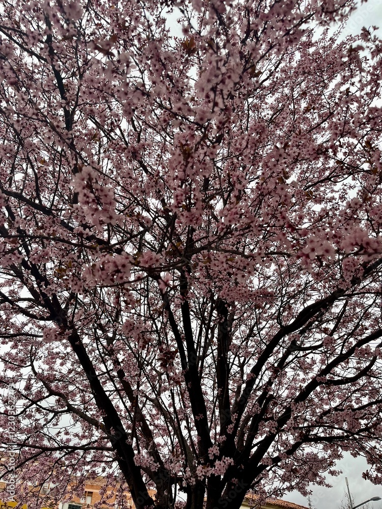 blossom tree blossom tree