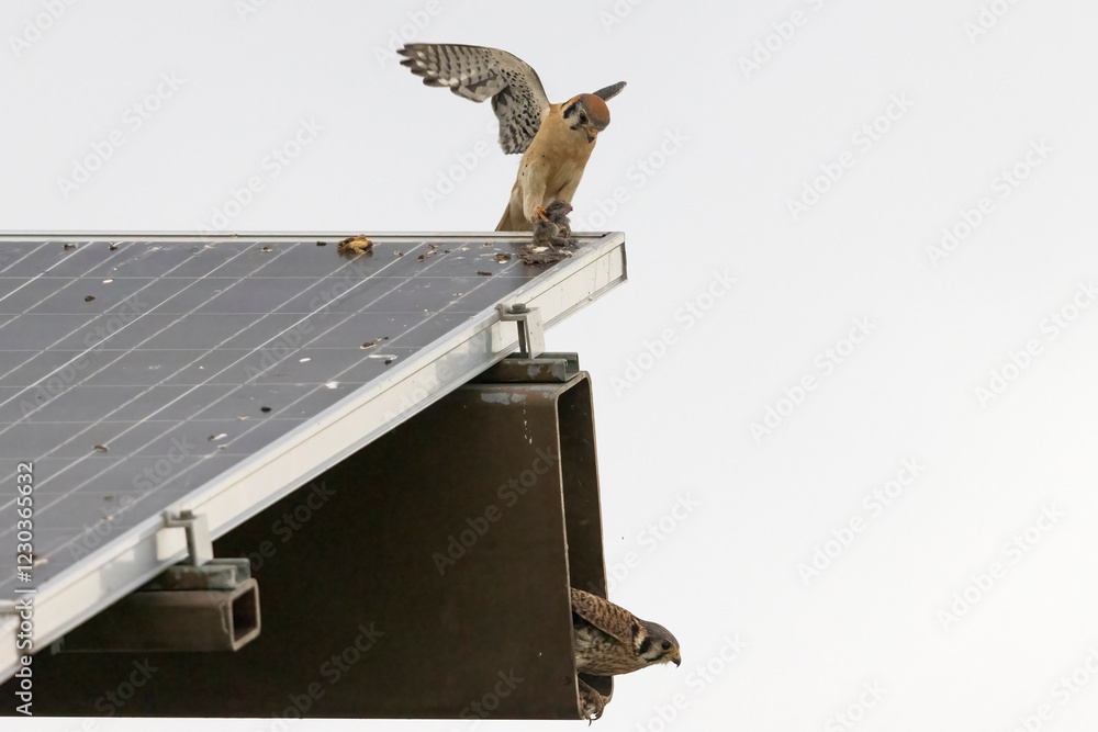 A wild American kestrel in Rocky Mountain Arsenal in Colorado.